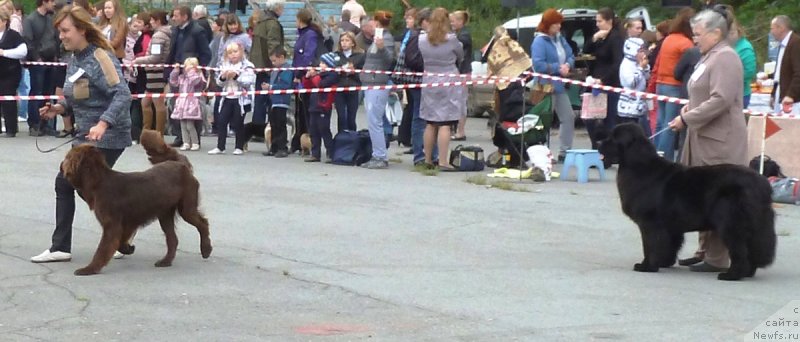 Фото: ньюфаундленд N'yufort Tancuyuschaya Koroleva (Ньюфорт Танцующая Королева)