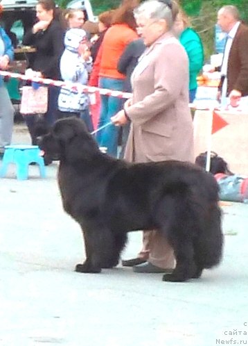 Фото: ньюфаундленд N'yufort Tancuyuschaya Koroleva (Ньюфорт Танцующая Королева), Nadejda Ermilova (Надежда Ермилова)