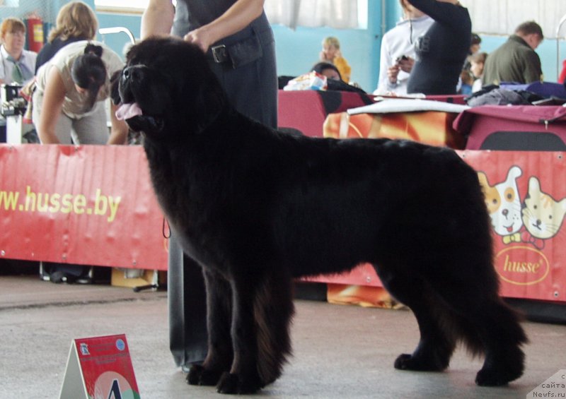 Фото: ньюфаундленд Rain Coast How can I Fall