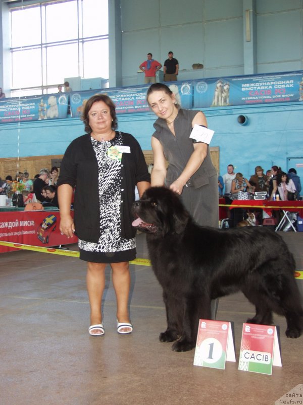 Фото: ньюфаундленд Woligord Lifeguard iz Volotova, Natal'ya Dubovskaya (Наталья Дубовская)