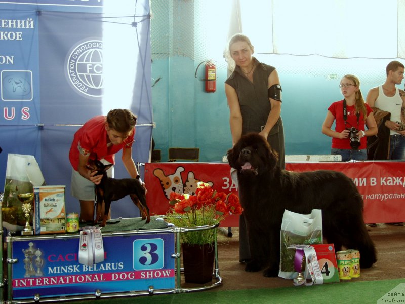 Фото: ньюфаундленд Woligord Lifeguard iz Volotova, Natal'ya Dubovskaya (Наталья Дубовская)