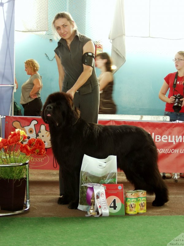 Фото: ньюфаундленд Woligord Lifeguard iz Volotova, Natal'ya Dubovskaya (Наталья Дубовская)