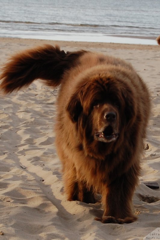 Фото: ньюфаундленд Sandra