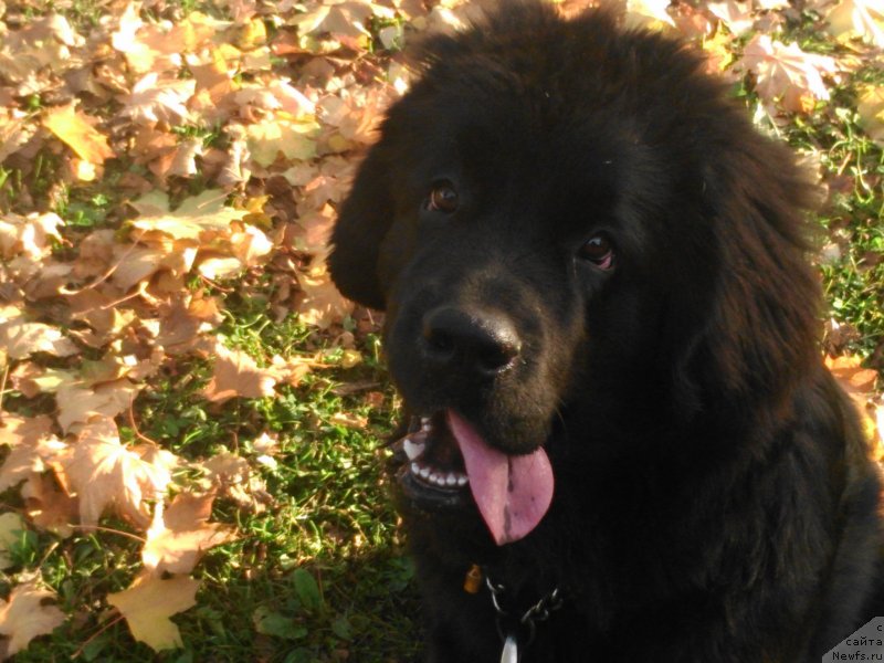 Фотография № 135026