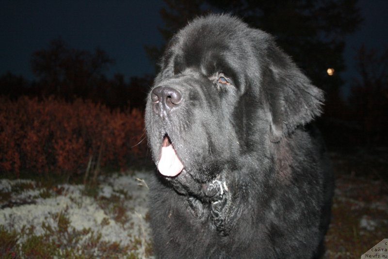 Фото: ньюфаундленд Beguschaya po Volnam Zero Kool (Бегущая по Волнам Зеро Коол)