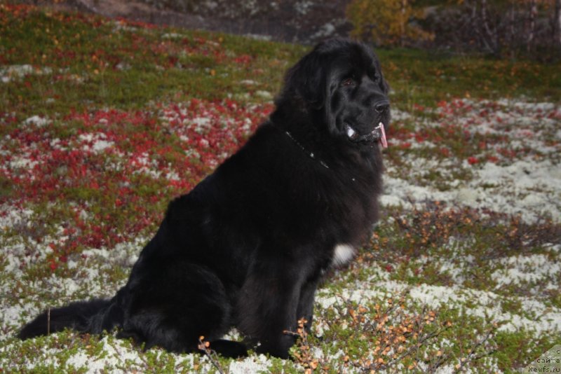 Фото: ньюфаундленд Neretum Tribe Xagrid