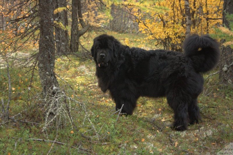 Фото: ньюфаундленд Fortuna of Giant's Island