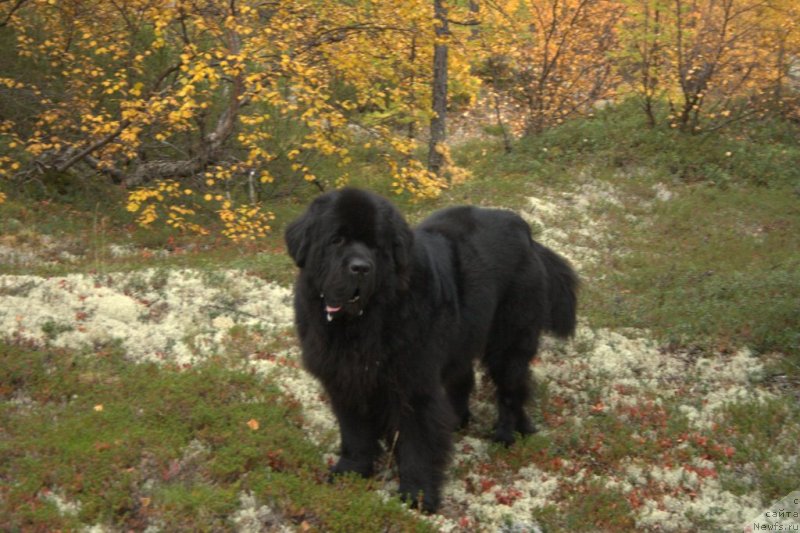 Фото: ньюфаундленд Beguschaya po Volnam Zero Kool (Бегущая по Волнам Зеро Коол)