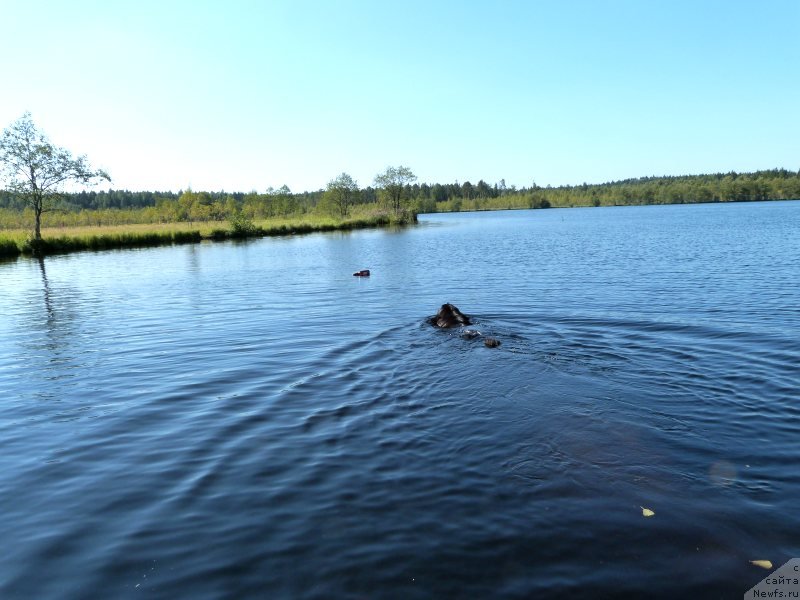 Фото: ньюфаундленд Blyek Diamond Agidel' ot Potapa S'yuzyen (Блэк Диамонд Агидель от Потапа Сьюзэн)
