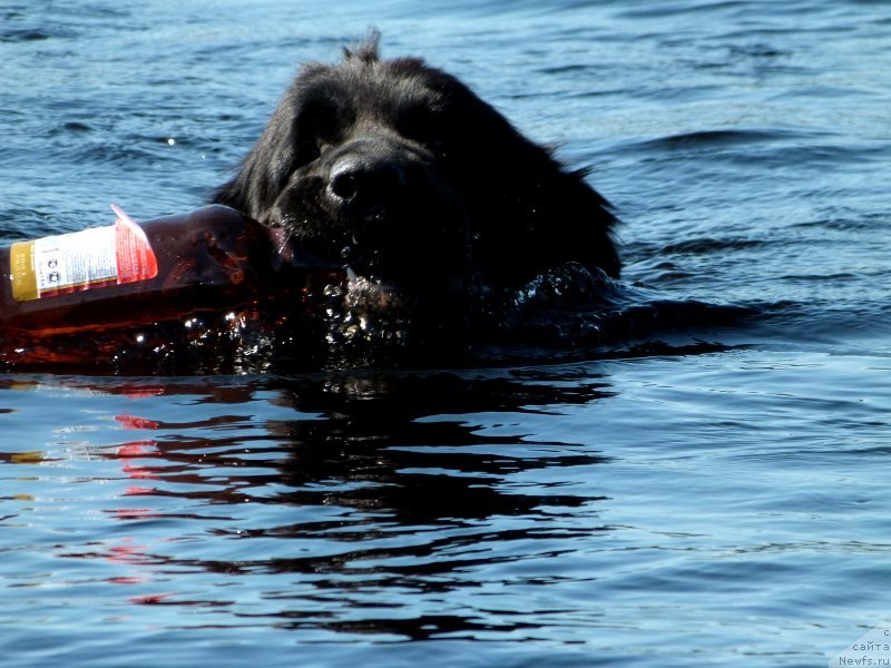 Фото: ньюфаундленд Blyek Diamond Agidel' ot Potapa S'yuzyen (Блэк Диамонд Агидель от Потапа Сьюзэн)