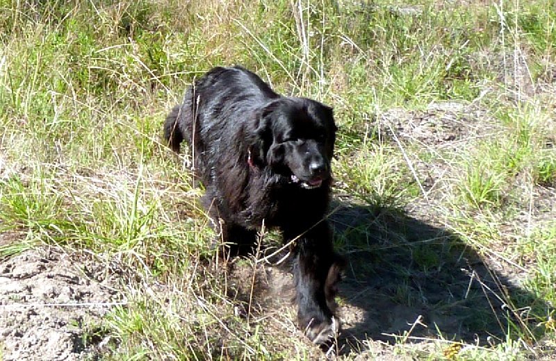 Фото: ньюфаундленд Blyek Diamond Agidel' ot Potapa S'yuzyen (Блэк Диамонд Агидель от Потапа Сьюзэн)