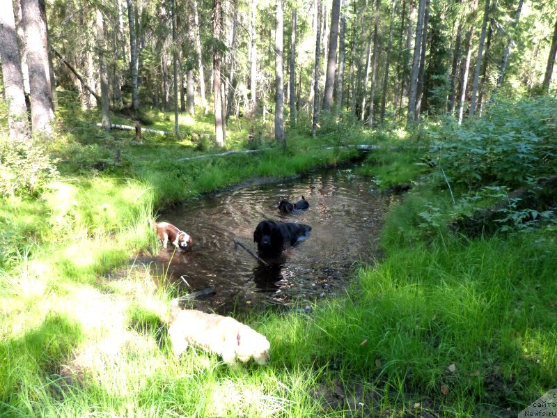 Фото: ньюфаундленд Blyek Diamond Agidel' ot Potapa S'yuzyen (Блэк Диамонд Агидель от Потапа Сьюзэн)