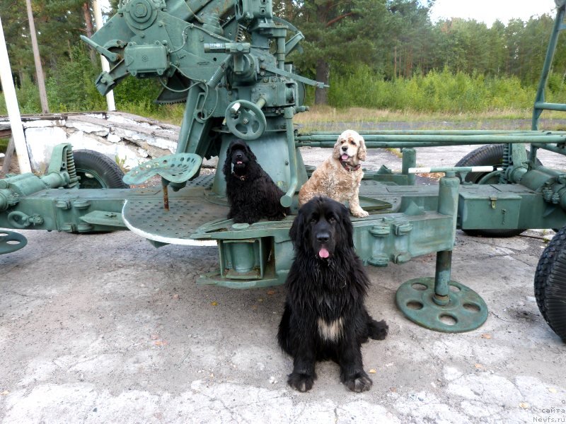 Фото: ньюфаундленд Blyek Diamond Agidel' ot Potapa S'yuzyen (Блэк Диамонд Агидель от Потапа Сьюзэн)