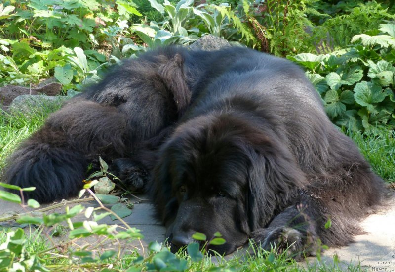 Фото: ньюфаундленд Blyek Diamond Agidel' ot Potapa S'yuzyen (Блэк Диамонд Агидель от Потапа Сьюзэн)