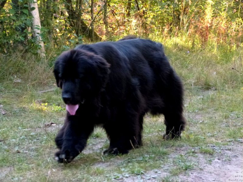 Фото: ньюфаундленд Blyek Diamond Agidel' ot Potapa S'yuzyen (Блэк Диамонд Агидель от Потапа Сьюзэн)