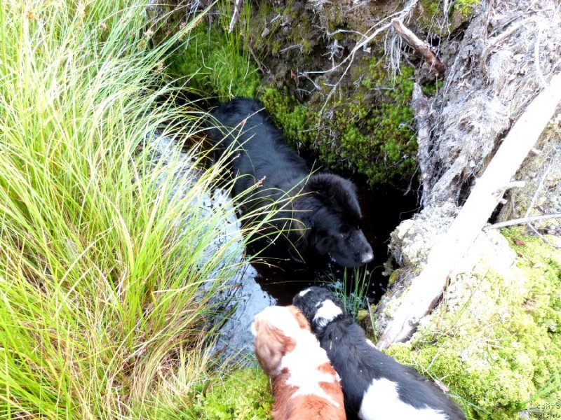 Фото: ньюфаундленд Blyek Diamond Agidel' ot Potapa S'yuzyen (Блэк Диамонд Агидель от Потапа Сьюзэн)