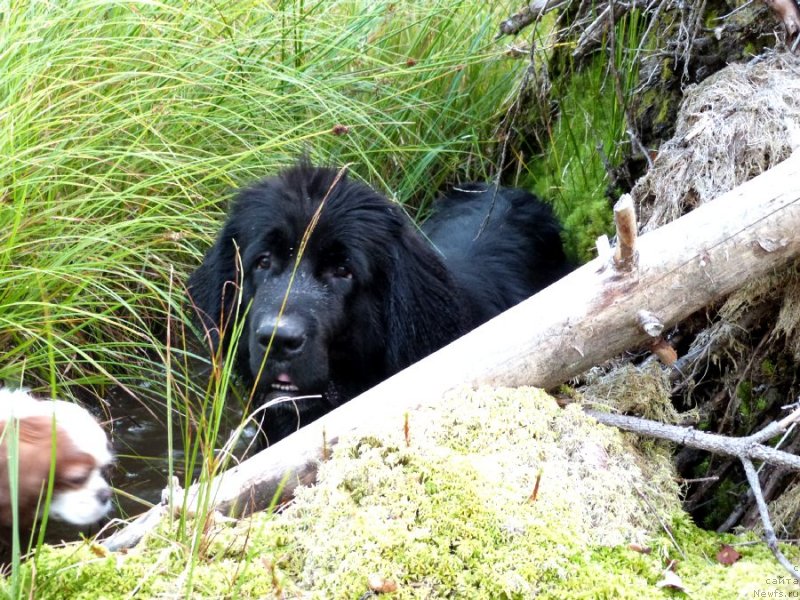 Фото: ньюфаундленд Blyek Diamond Agidel' ot Potapa S'yuzyen (Блэк Диамонд Агидель от Потапа Сьюзэн)
