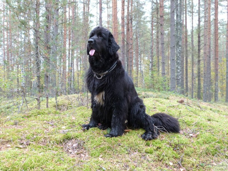 Фото: ньюфаундленд Blyek Diamond Agidel' ot Potapa S'yuzyen (Блэк Диамонд Агидель от Потапа Сьюзэн)