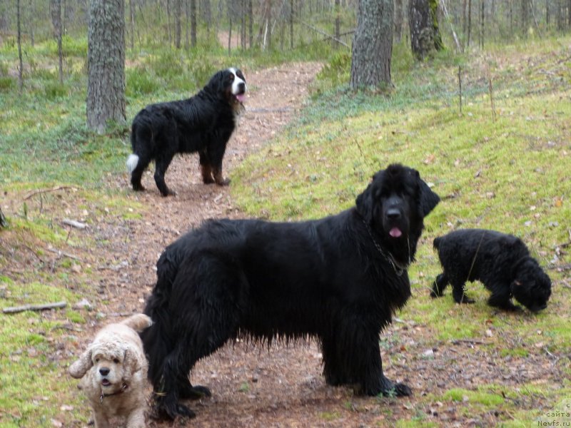 Фото: ньюфаундленд Blyek Diamond Agidel' ot Potapa S'yuzyen (Блэк Диамонд Агидель от Потапа Сьюзэн)