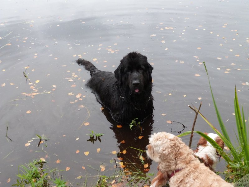 Фото: ньюфаундленд Blyek Diamond Agidel' ot Potapa S'yuzyen (Блэк Диамонд Агидель от Потапа Сьюзэн)