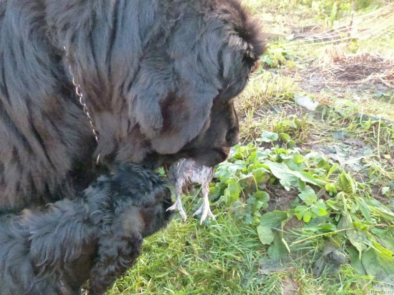 Фото: ньюфаундленд Blyek Diamond Agidel' ot Potapa S'yuzyen (Блэк Диамонд Агидель от Потапа Сьюзэн)