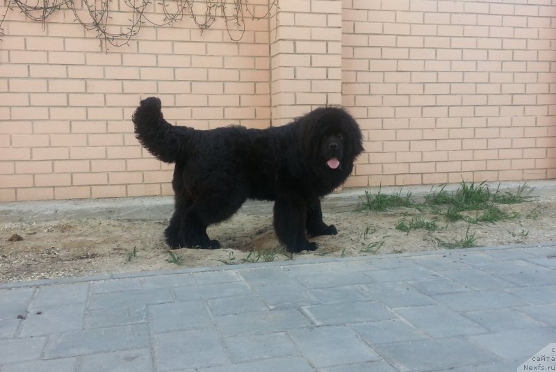 Фото: ньюфаундленд Akvian Song Inseyshibel Layf (Аквиан Сонг Инсейшибел Лайф), 10 месяцев