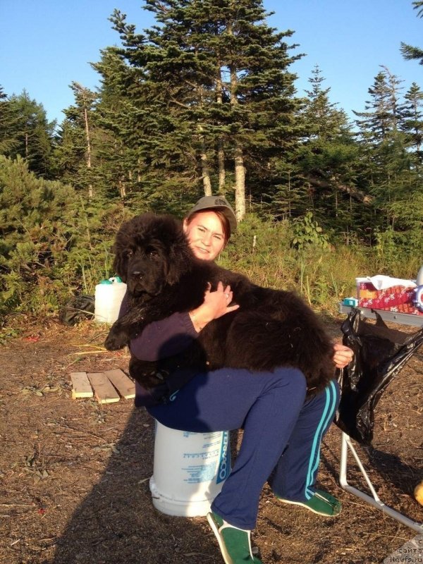 Фото: ньюфаундленд Piternyuf IMXO (Питерньюф ИМХО), Kseniya Abaturova (Ксения Абатурова)