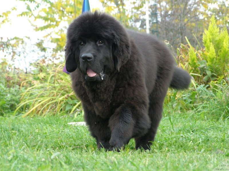 Фотография № 135060