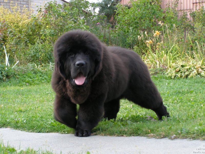 Фото: ньюфаундленд Chernaya Mafia Maybe She Will (Черная Мафия Маубе Ше Вилл)