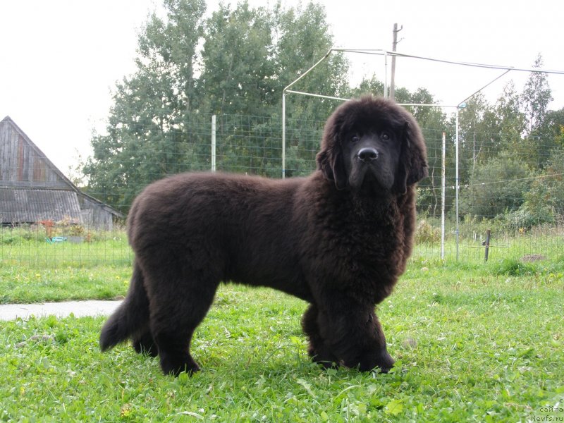 Фотография № 135062