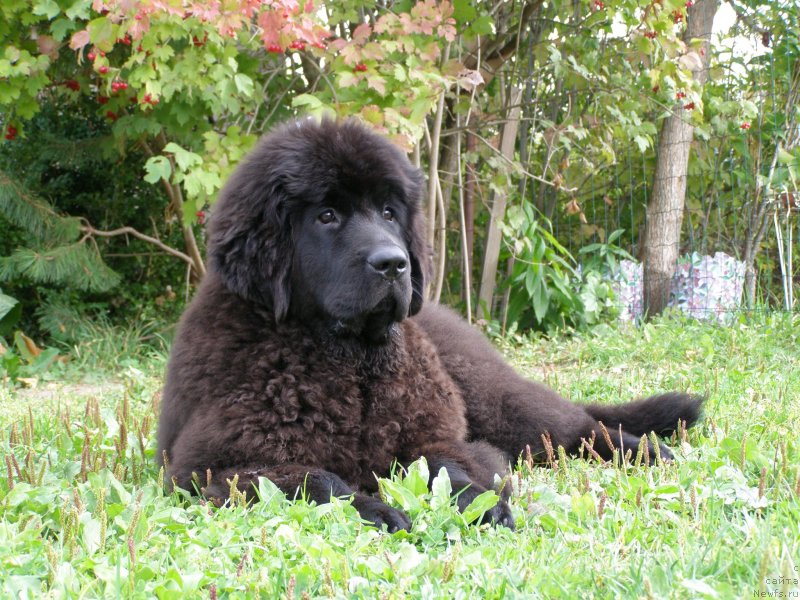 Фотография № 135064