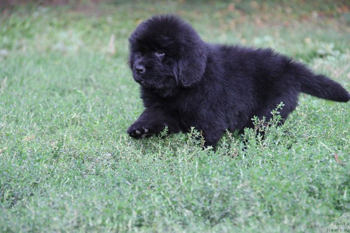 Фото: ньюфаундленд Super Premium Neobyiknovennyiy Naslednik (Супер Премиум Необыкновенный Наследник)