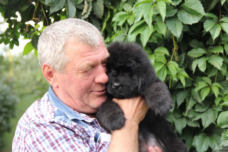 Фото: ньюфаундленд Super Premium Neobyiknovennyiy Naslednik (Супер Премиум Необыкновенный Наследник)