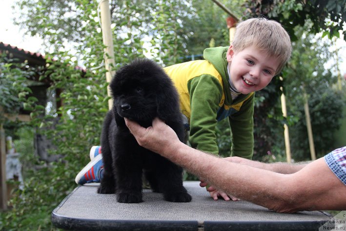 Фото: ньюфаундленд Super Premium Neobyiknovennyiy Naslednik (Супер Премиум Необыкновенный Наследник)