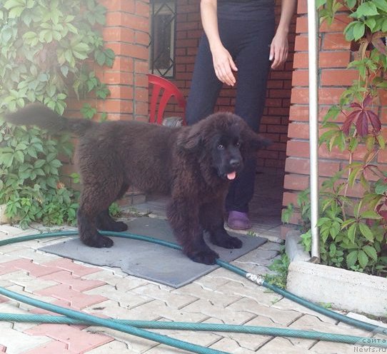 Фото: ньюфаундленд Viola Kosta Lamponi (Виола Коста Лампони)