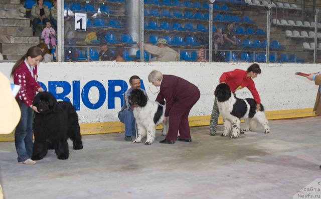 Фото: ньюфаундленд Ygan s Toyanova Gorodka (Юган с Тоянова Городка), ньюфаундленд Super Bizon Baton (Супер Бизон Батон), ньюфаундленд Vesnushka na Shastie (Веснушка на Счастье)