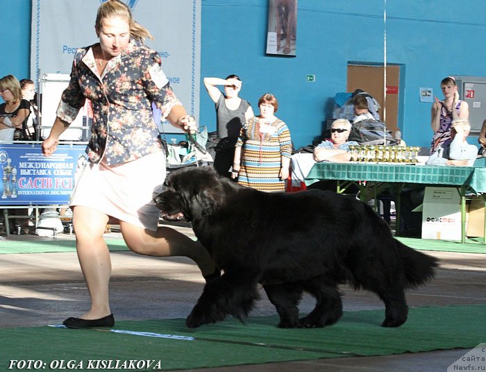 Фото: ньюфаундленд Endowed By Spirit Midnight Bear, Anastasiya Zalivako (Анастасия Заливако)