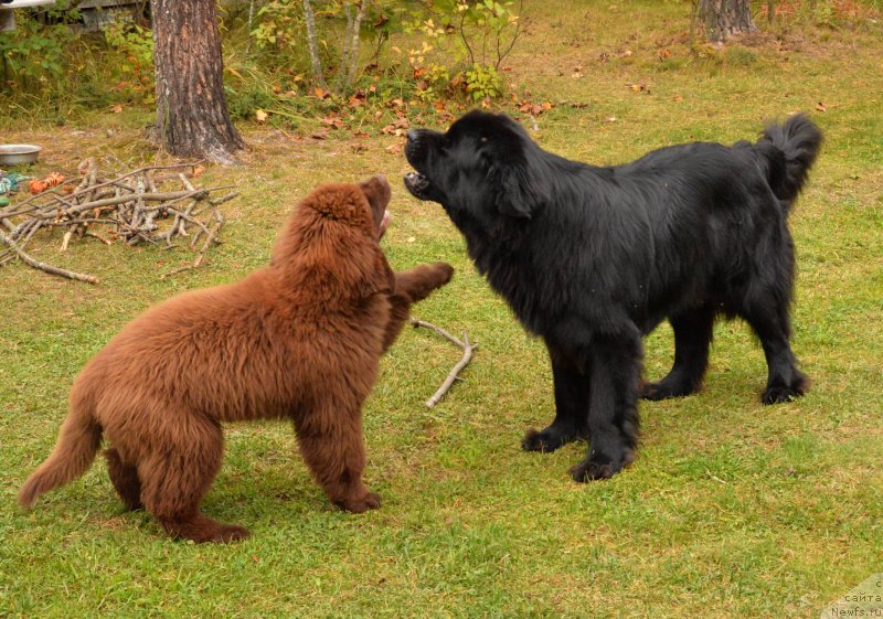 Фото: ньюфаундленд Aquatoriya Kelvin Kadril (Акватория Келвин Кадриль), ньюфаундленд I Follow The Sun de L'Etoile de Cyrice