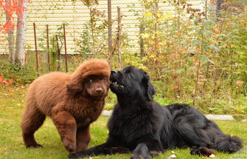 Фото: ньюфаундленд Aquatoriya Kelvin Kadril (Акватория Келвин Кадриль), I Follow the Sun  de L'Etoile de Cyrice