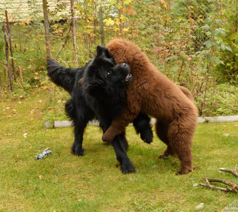 Фото: ньюфаундленд Aquatoriya Kelvin Kadril (Акватория Келвин Кадриль), I Follow the Sun  de L'Etoile de Cyrice