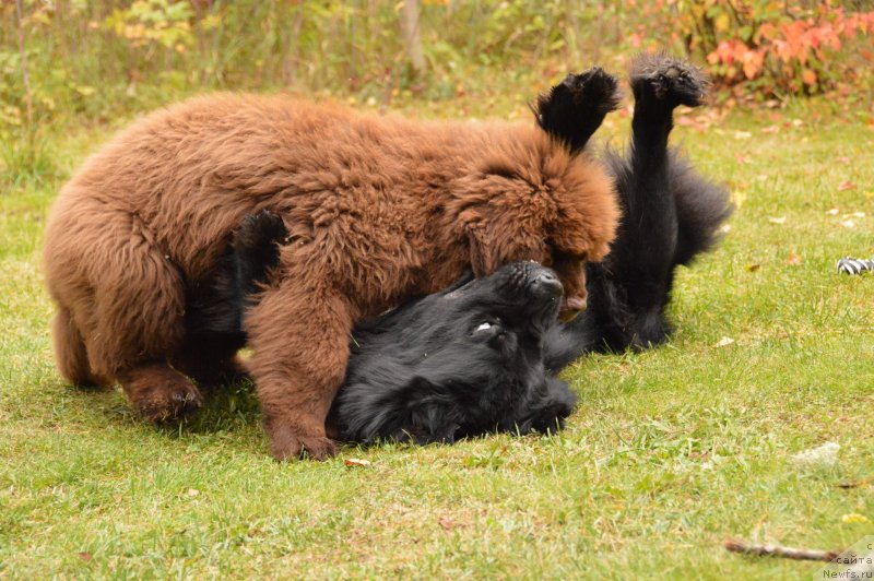 Фото: ньюфаундленд Aquatoriya Kelvin Kadril (Акватория Келвин Кадриль), I Follow the Sun  de L'Etoile de Cyrice