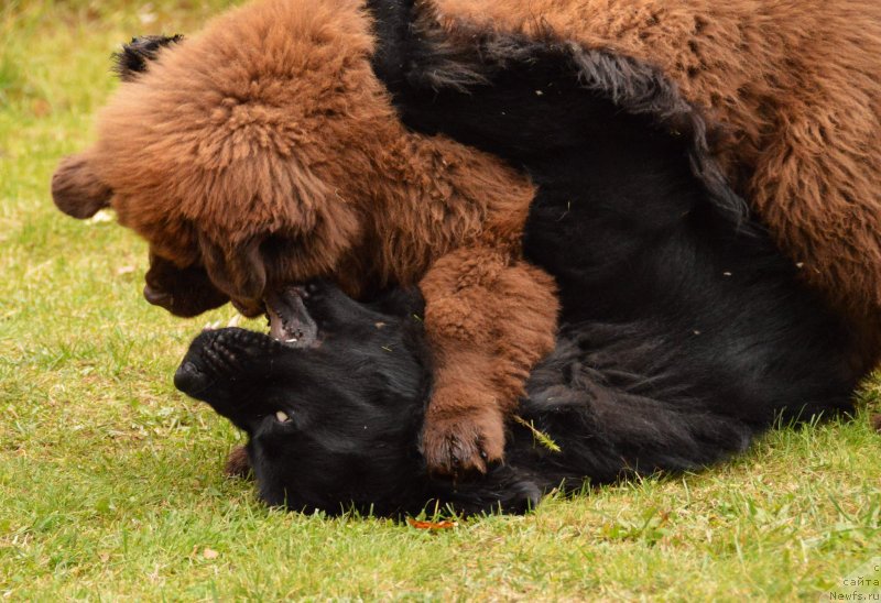 Фото: ньюфаундленд Aquatoriya Kelvin Kadril (Акватория Келвин Кадриль), I Follow the Sun  de L'Etoile de Cyrice