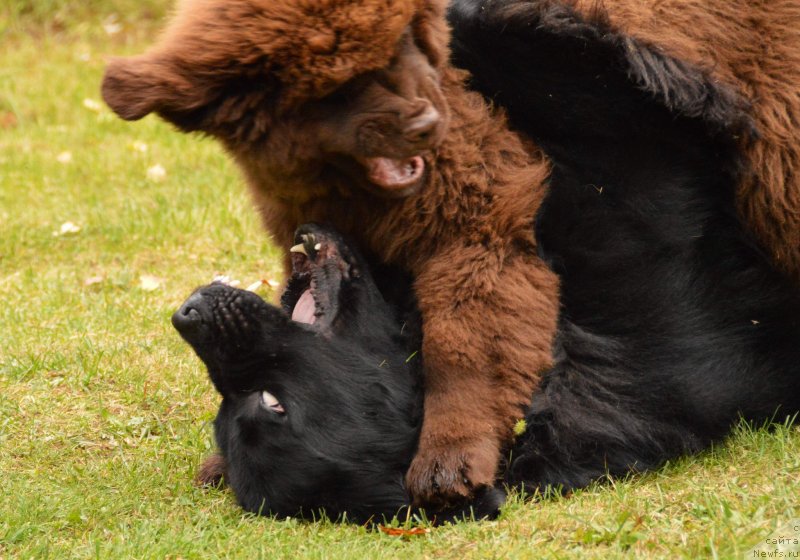 Фото: ньюфаундленд Aquatoriya Kelvin Kadril (Акватория Келвин Кадриль), I Follow the Sun  de L'Etoile de Cyrice