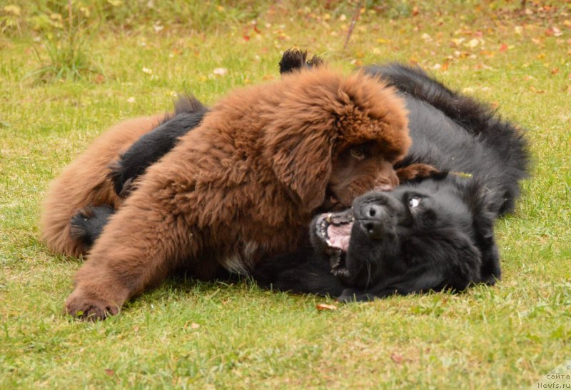 Фото: ньюфаундленд Aquatoriya Kelvin Kadril (Акватория Келвин Кадриль), I Follow the Sun  de L'Etoile de Cyrice