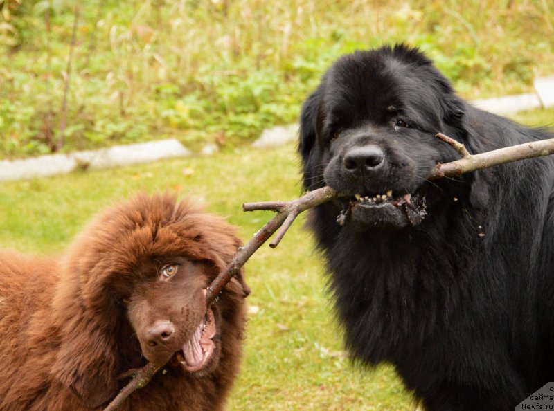 Фото: ньюфаундленд Aquatoriya Kelvin Kadril (Акватория Келвин Кадриль), I Follow the Sun  de L'Etoile de Cyrice