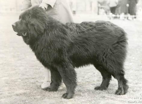 Фото: ньюфаундленд Irji Maconi (Иржи Мацони)