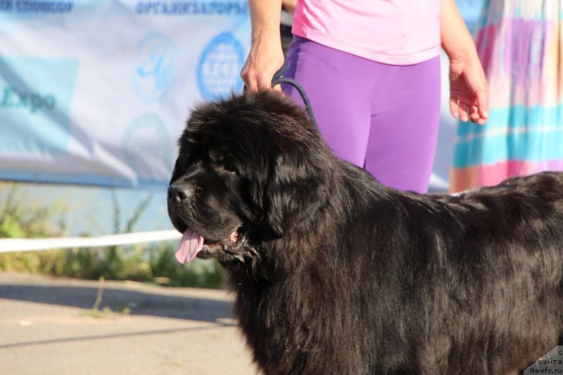 Фото: ньюфаундленд Blan-De-Blan Vin De Peys (Блан-Де-Блан Вин Де Пейс)