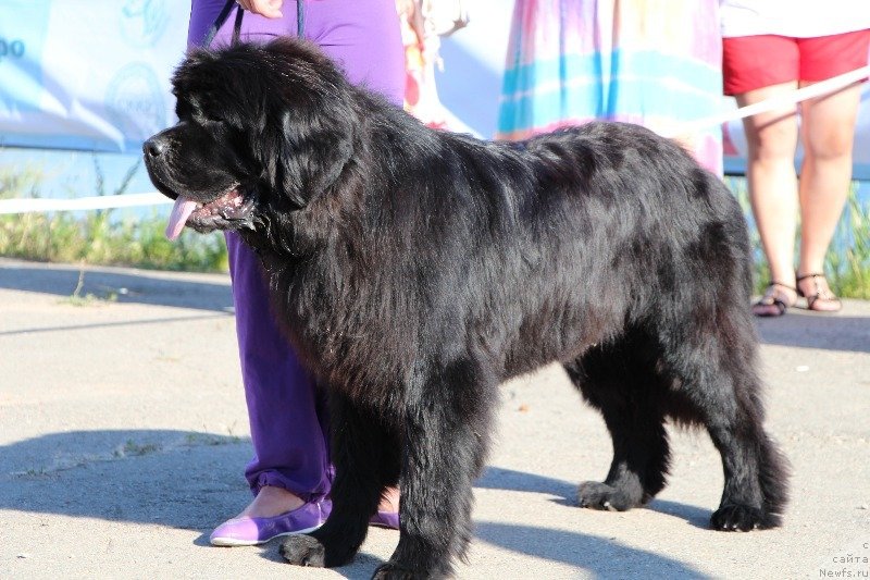 Фото: ньюфаундленд Blan-De-Blan Vin De Peys (Блан-Де-Блан Вин Де Пейс)