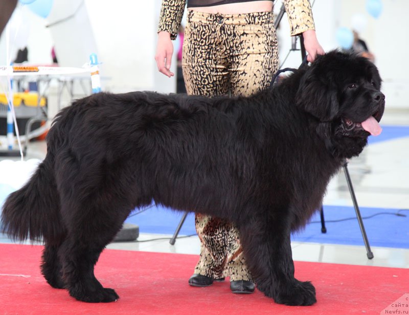 Фото: ньюфаундленд Blan-De-Blan Vin De Peys (Блан-Де-Блан Вин Де Пейс)