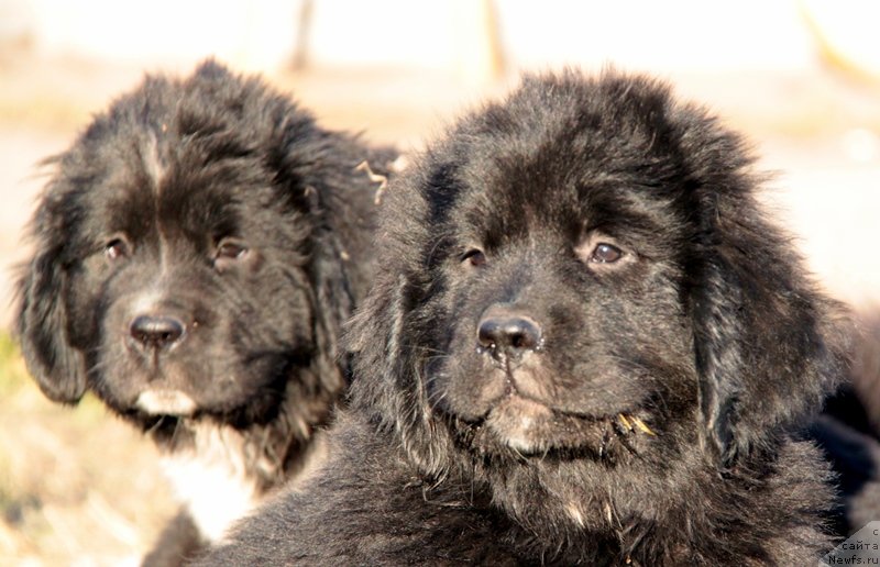 Фото: ньюфаундленд Akvian Song Lavatera (Аквиан Сонг Лаватера), ньюфаундленд Akvian Song Ledi In Blyek (Аквиан Сонг Леди Ин Блэк)